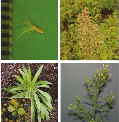 Canadian fleabane at four growth stages